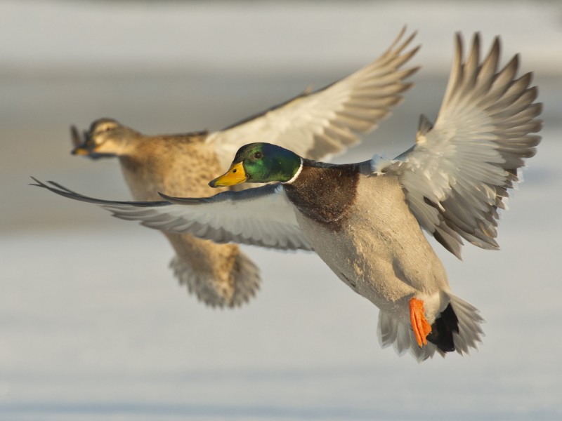 Piščalka za privabljanje rac NORDIK PREDATOR Mallard