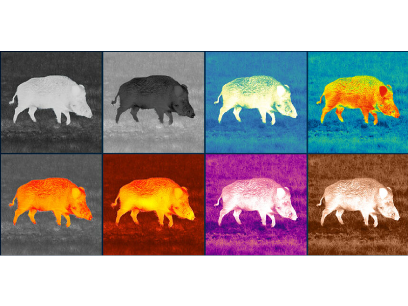 Thermal monocular PULSAR Axion XG35 Compact