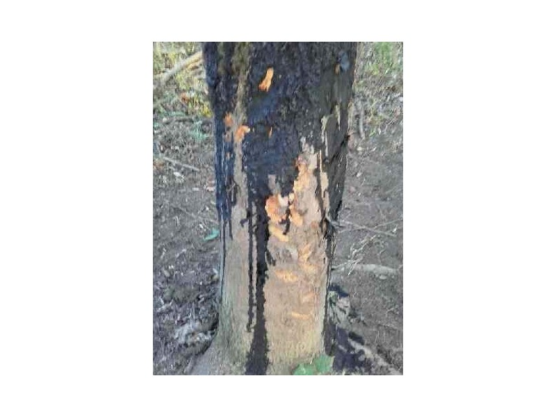 Wildschwein Lockmittel BLACK FIRE 0,5 kg