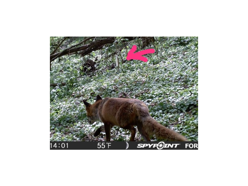 Attractant BLACK FIRE PREDATOR - fox, jackal, marten, predators